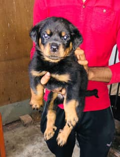 rott pedigree pups