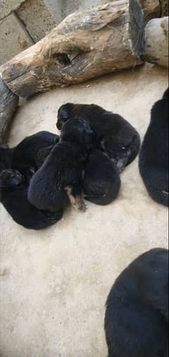 male and fmale puppy for sale 03049010300