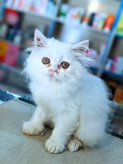 male kitten 03043583306