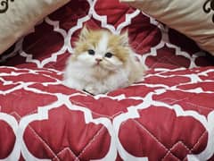 persian punched face high quality  kitten