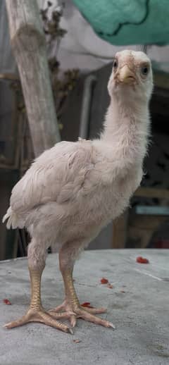 King shamo chicks