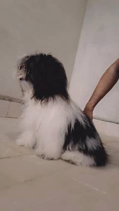 shihtzu