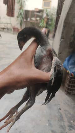 pure panus chicks available neck folding style game age 2.5mnth