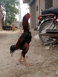 vatnaam