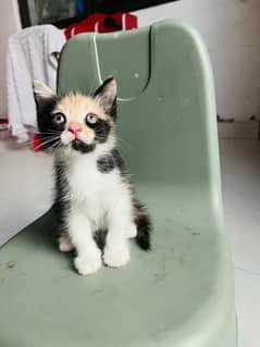 kittens