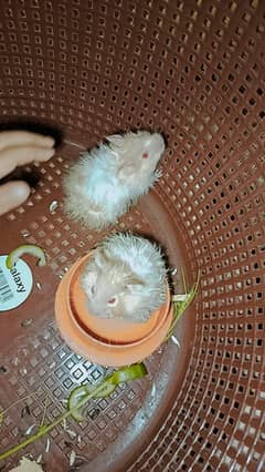 hamster pair