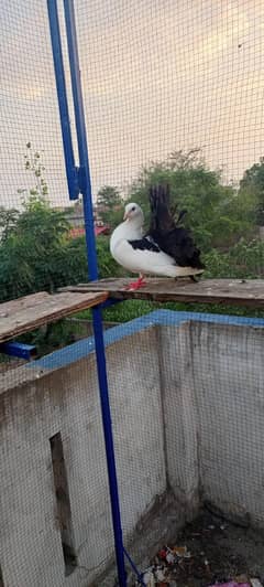 facnse pigeons