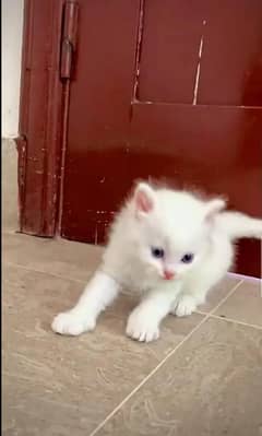 Persian