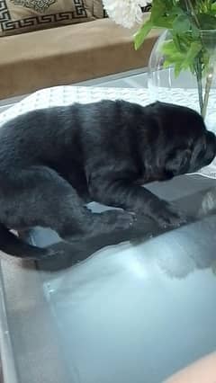 Labrador puppies Black lab puppies high quality strong bloodline