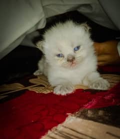 Persian