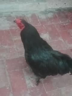 Desi Murga For Sale Healthy and active