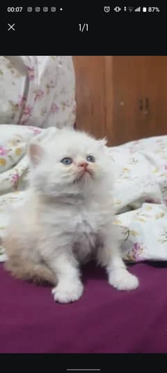 Persian kitten triple coat