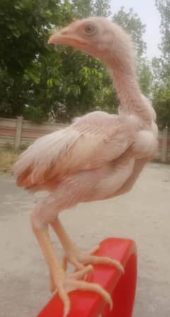 mianwali