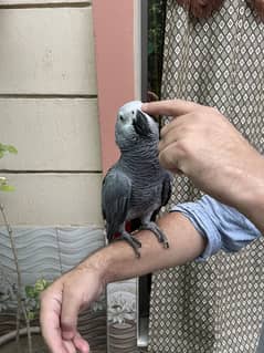 Grey