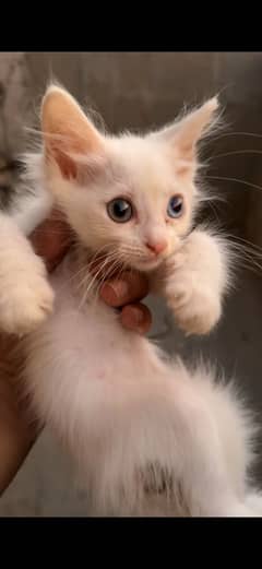 Kittens