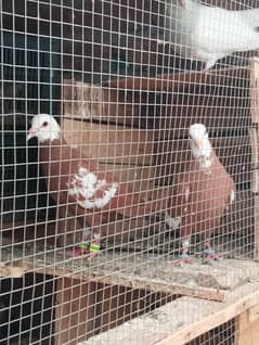 Good health and egg bachy guaranty