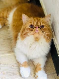 kitten pair available tripal code