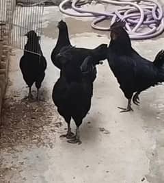 ayam cemani grey toung  egg laying pairs available for sale