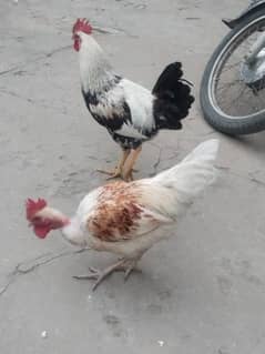 3 chickens for sale