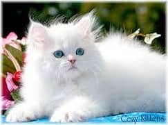 White cat blue eye