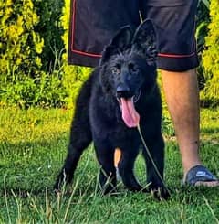 Black German Shepherd Pedigree puppies pair 2 months