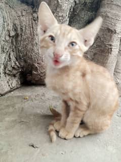 Brown Cat Baby