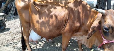cow