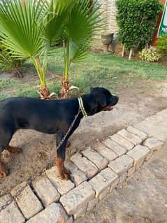 Top Pedigree Rottweiler