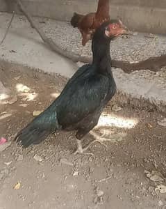 high quality aseel murgiya