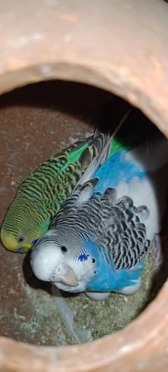 Budgie Parrots Australian Breeder Pair