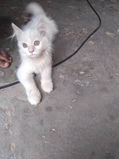 persian cat double coated