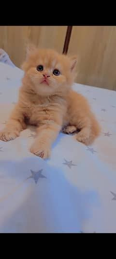 kittens