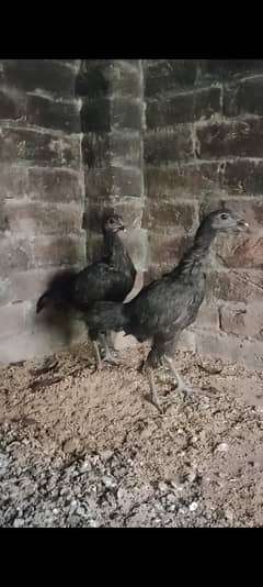 pour aseel dragon madiya for sale what's up.    03184411399  and call