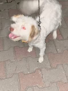 female dog 