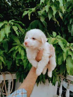 Poodle Pups triple coated Highest Quality