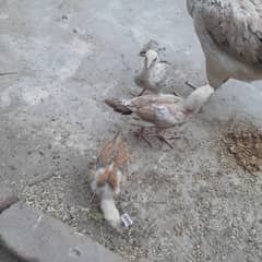 Aseel sindhi with 3 mushkay Chickens
