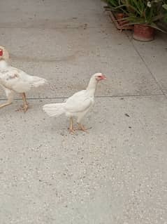 White heera Aseel Chicks