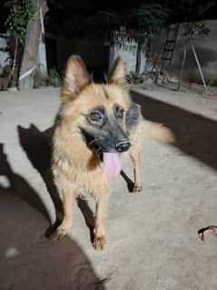 German shepherd female for sale and exchange