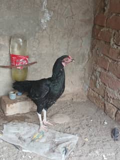 aseel