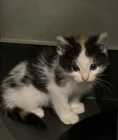 Persian  kiten for sale