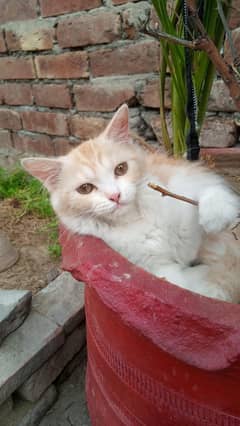 kitten