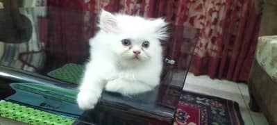 Adorable female kitten|punch face|triple coated