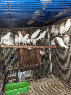 White Java chicks Available