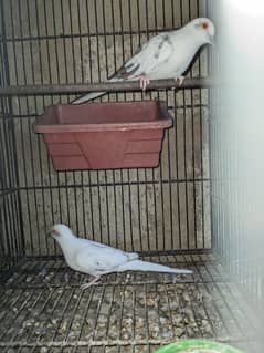 Red pied and Diamond Pied male