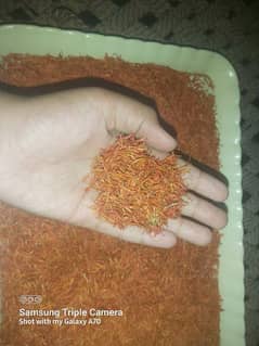 orignal Americian Zafran for sale