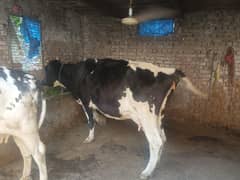 cow