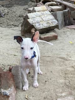 gultair female pup is for sell