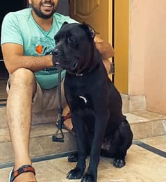 cane corso breeder female 03104797661