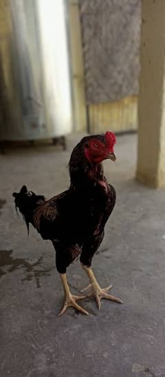 Aseel Breeder and Patha for sale.
