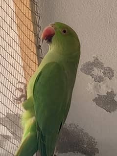 Best Female Raw Parrot best breeder bajri pair 03454162260